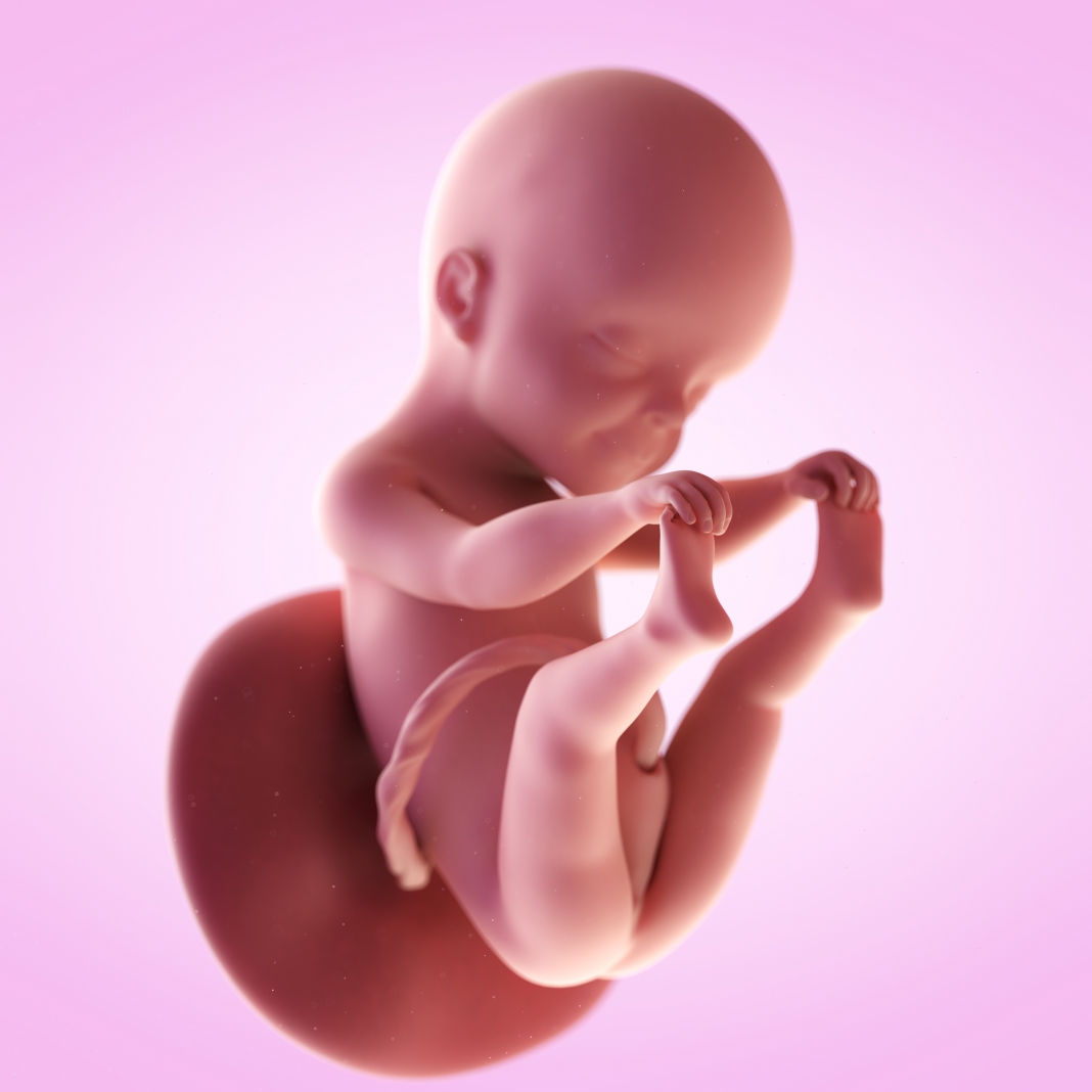 41++ 25 ssw bilder baby , 25. Schwangerschaftswoche welovefamily.at Schwangerschaftskalender